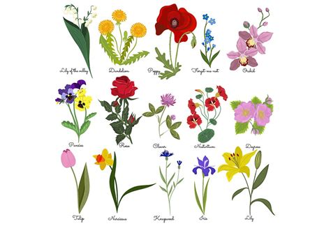lets learn flower names  english  kids