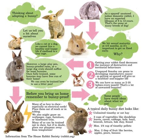 domestic rabbit infographic information from