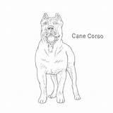 Corso Cane Drawing Dog Breeds Dogbreedslist sketch template