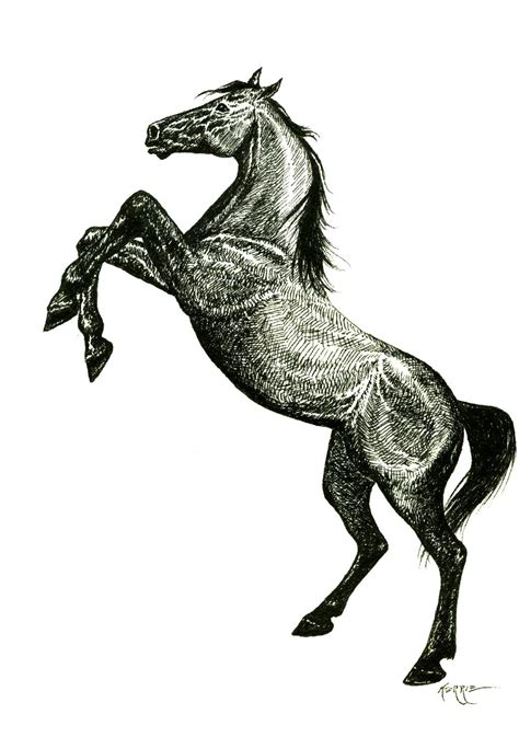 horse drawing