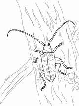 Beetle Longhorned Asian Beetles sketch template