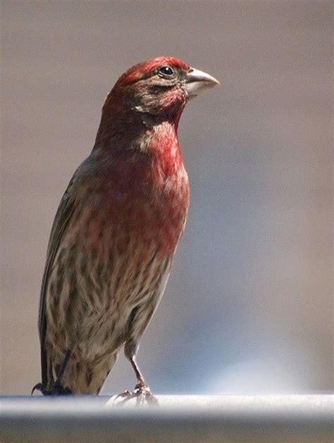 red  brown bird yahoo search results yahoo image search results world birds backyard