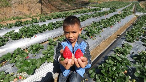 Baguio Mulls Launching Strawberry Farm For Agro Tourism By