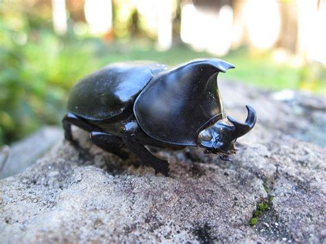 rhinoceros beetle insects pinterest
