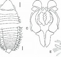 Image result for Scoletoma Magnidentata Klasse. Size: 197 x 177. Source: www.researchgate.net