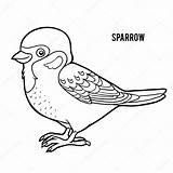 Moineau Coloriage Spatz Livre Illustration Vecteur Malbuch Sparrow Chick Gorrión Adultes Illustrationen sketch template