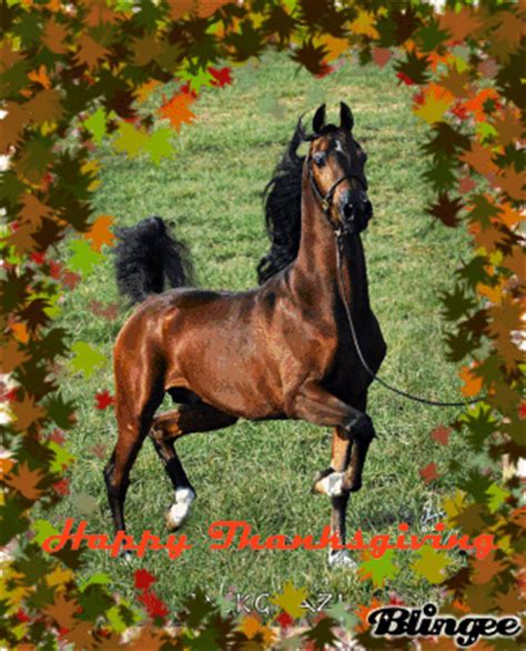 happy thanksgiving horse picture  blingeecom