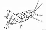 Grasshopper Coloring Pages Clipart Library Line sketch template