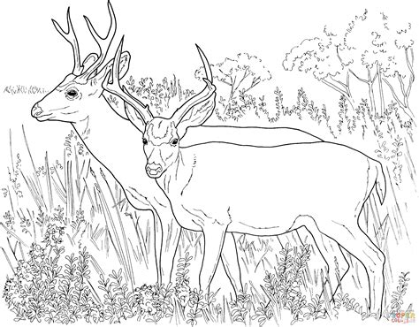 printable deer coloring pages  kids sketch coloring page