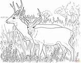 Deer Coloring Pages Tailed Deers Mule Printable Print Whitetail Two Supercoloring Adult Animals Animal Sheets Tail Clipart Kids Gif Popular sketch template