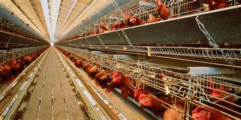 chicken industry loves federal handouts huffpost