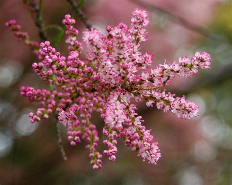 Gli alberi da fiore · biancospino · magnolia · pruno · tiglio. Tamarix parviflora | GardensOnline