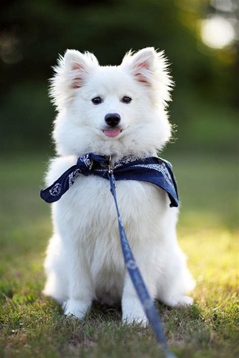 white dog names   cute puppy  albus  whitey