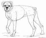 Boxer Dog Drawing Draw Step Line Coloring Drawings Tutorials Pitbull Getdrawings Corgi sketch template