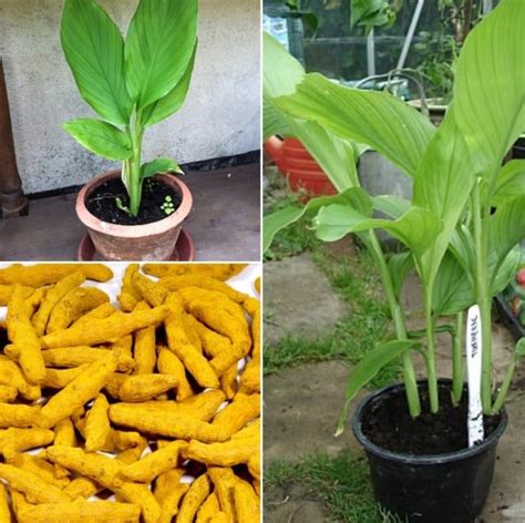 growing turmeric  pots containers indoors agri farming