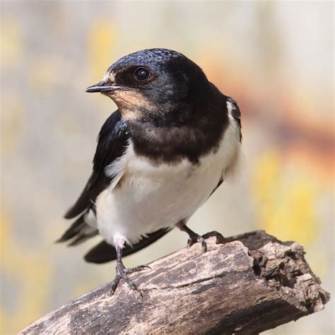 Another Bird Blog Mainly Swallows