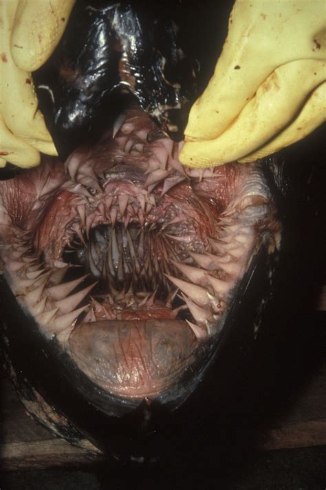 the inside of a leatherback turtle s mouth is the thing