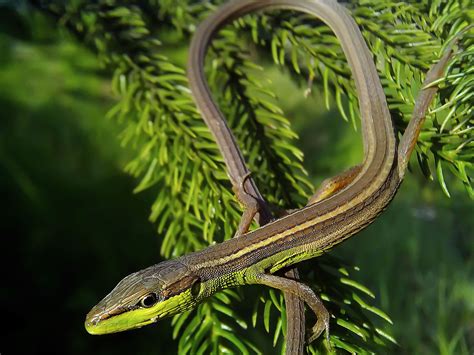 guide  caring  pet long tailed grass lizards