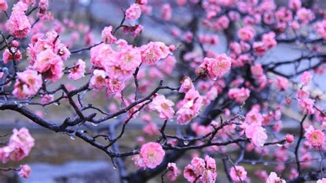 chinese cherry blossom wallpapers top  chinese cherry blossom