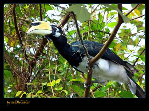 double nose horn bird  pulau ubin view large  black ericbronsons photography flickr