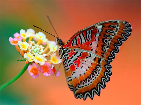 wallpapers butterfly desktop wallpapers