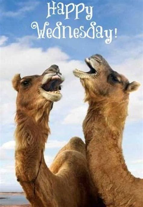 33 best hump day pics images on pinterest hump day quotes hump day humor and wednesday humor