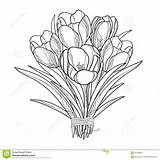 Crocus Coloring Outline Bouquet Flowers Saffron Drawing Vector Spring Isolated Flower Card Ornate Greeting Elements Floral Getdrawings Getcolorings Illustration Book sketch template