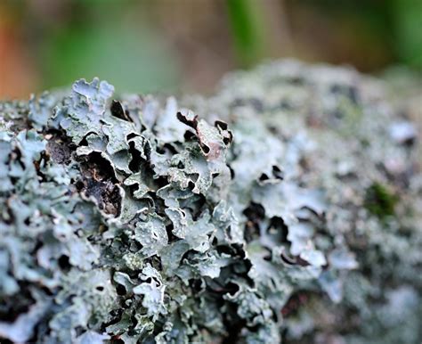 fungus dangerous  trees keil tree experts