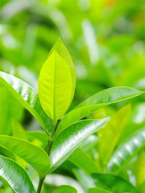 real green tea plant camellia sinensis green tea plant real green