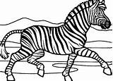 Cebra Cebras Zebras Paginas Animalitos Marvelous sketch template