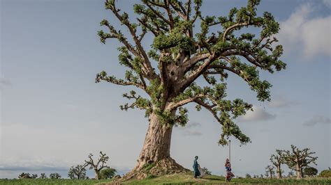 across senegal the beloved baobab tree is the ‘pride of the