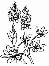 Coloring Bluebonnet Getcolorings sketch template