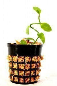 grow vanilla bean plant  home hydroponicgardenhowto grow