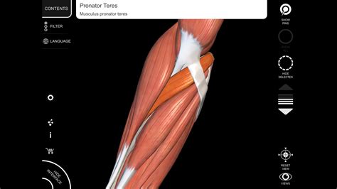 pronator teres muscle  anatomy origin insertion youtube