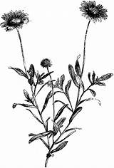 Gaillardia Clipart Designlooter Grandiflora Aristata Branch Flowering 83kb 1024px sketch template