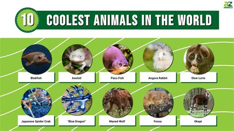top  coolest animals   world   animals