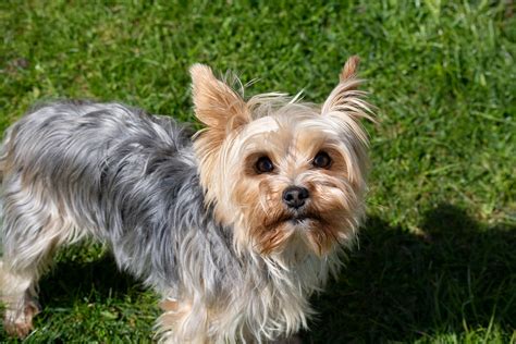 yorkshire terrier dog breed facts information rovercom