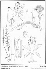 Secundum Herbaria Jimenez Amo Epidendrum 1993 Hágsater Dodson Subgroup Drawing Type Website Group sketch template