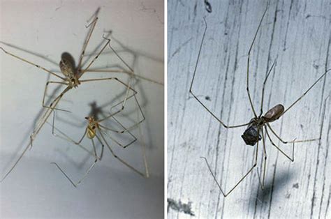 Huge Invasion Of 200 Billion 4 Inch Daddy Long Legs Coming To Uk Homes