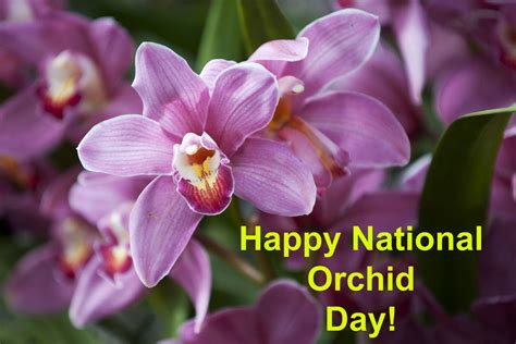 happy national orchid day  uranimated  deviantart