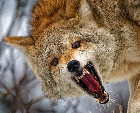 coyotes zombie los animales  estan causando panico en estados unidos
