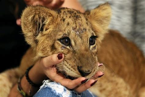 pet lion cub arrives  busy paris street  lamborghini