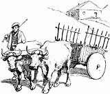 Ox Bueyes Oxen Campesino Pulling Carreta Dibujo Bullock Buey Carretas N2 Lenguaje sketch template