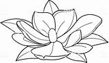 Magnolia Flower Coloring Vector Book Illustrations Illustration Clip Stock Getdrawings Blooming Magnolias sketch template