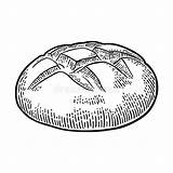 Loaf Pane Pagnotta Laib Brood Engraving Disegnata Nera Incisione Annata Schwarze Vektors Gezeichneter Brotes Uitstekende Getrokken Zwarte Gravure Bakery Label sketch template