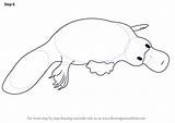 Platypus Drawing Step Draw Tutorials Drawingtutorials101 Animals sketch template