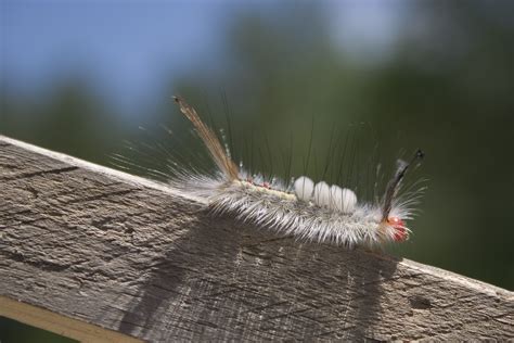 treatment   rash caused   caterpillar
