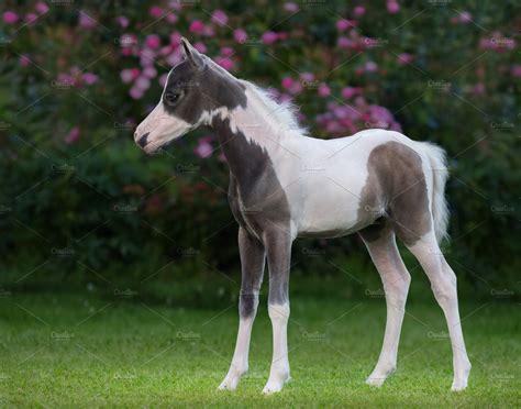 foal  american miniature horse animal stock  creative market