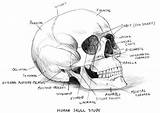 Skull Anatomy Human Study Coloring Drawing Pages Labeled Skulls Bones Head Drawings Deviantart Color Physiology Rocks Learning Sketches Draw Artistic sketch template