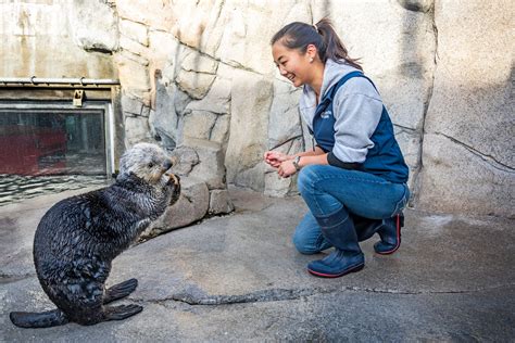 Sea Otter Feeding Shows And Feedings Monterey Bay Aquarium